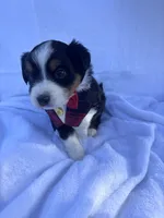 Kenji, a male Miniature Australian Shepherd for sale in Gilroy, CA – 2 of 6