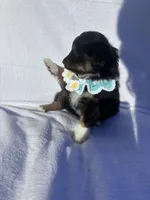 Momo, a female Miniature Australian Shepherd for sale in Gilroy, CA – 5 of 9
