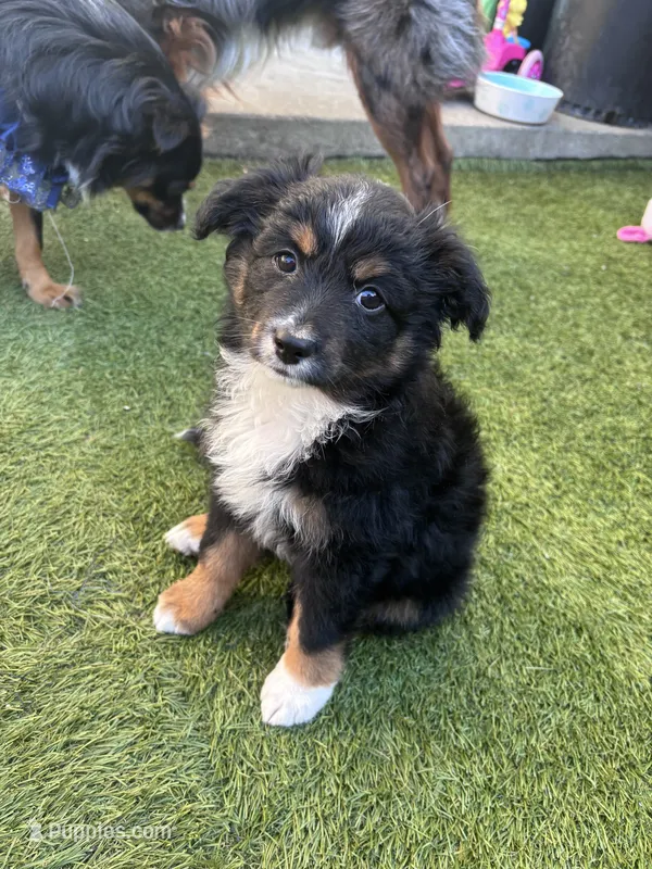 Mochi – Miniature Australian Shepherd puppy for sale in Gilroy, CA