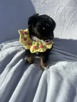 Mochi, a female Miniature Australian Shepherd for sale in Gilroy, CA – 5 of 9