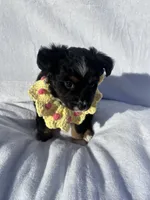 Mochi, a female Miniature Australian Shepherd for sale in Gilroy, CA – 6 of 9