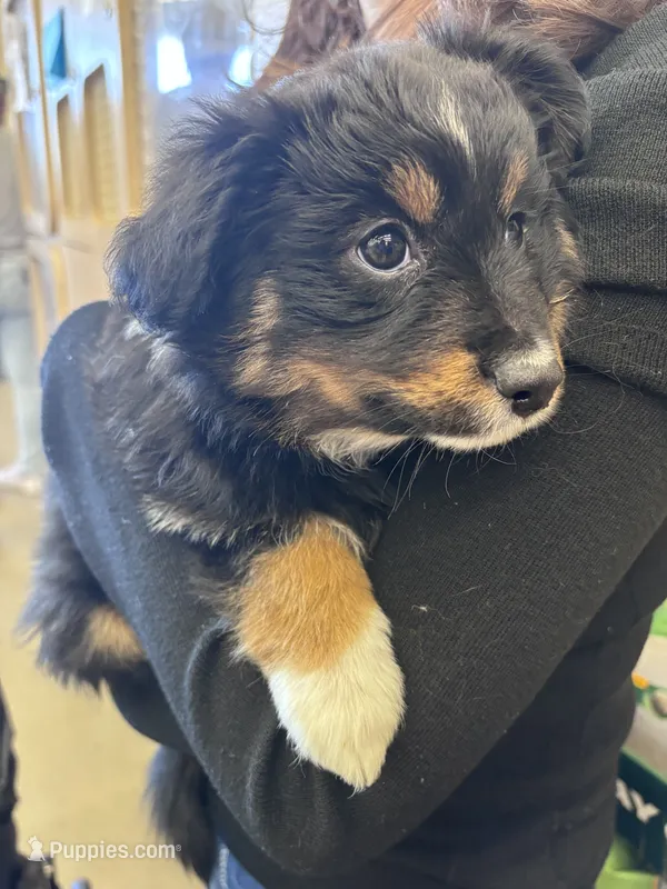 Momo – Miniature Australian Shepherd puppy for sale in Gilroy, CA