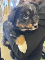 Momo, a female Miniature Australian Shepherd for sale in Gilroy, CA – 1 of 10