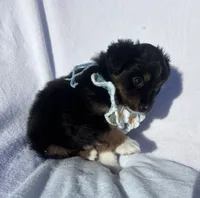 Momo, a female Miniature Australian Shepherd for sale in Gilroy, CA – 2 of 9