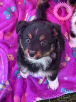 Momo, a female Miniature Australian Shepherd for sale in Gilroy, CA – 1 of 9