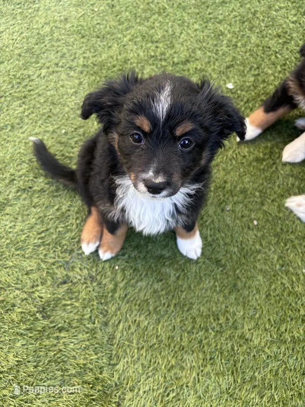 Mochi – Miniature Australian Shepherd puppy for sale in Gilroy, CA