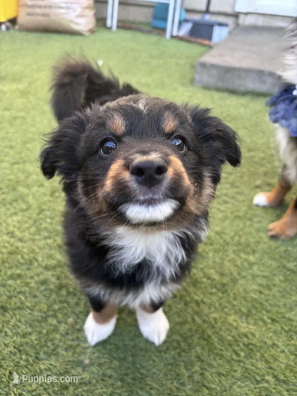 Momo – Miniature Australian Shepherd puppy for sale in Gilroy, CA