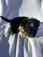Mochi, a female Miniature Australian Shepherd for sale in Gilroy, CA – 4 of 9