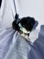 Momo, a female Miniature Australian Shepherd for sale in Gilroy, CA – 6 of 9