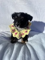 Mochi, a female Miniature Australian Shepherd for sale in Gilroy, CA – 2 of 9