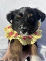 Mochi, a female Miniature Australian Shepherd for sale in Gilroy, CA – 3 of 9