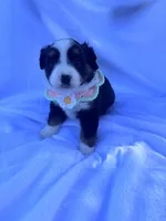 Suki, a female Miniature Australian Shepherd for sale in Gilroy, CA – 3 of 7