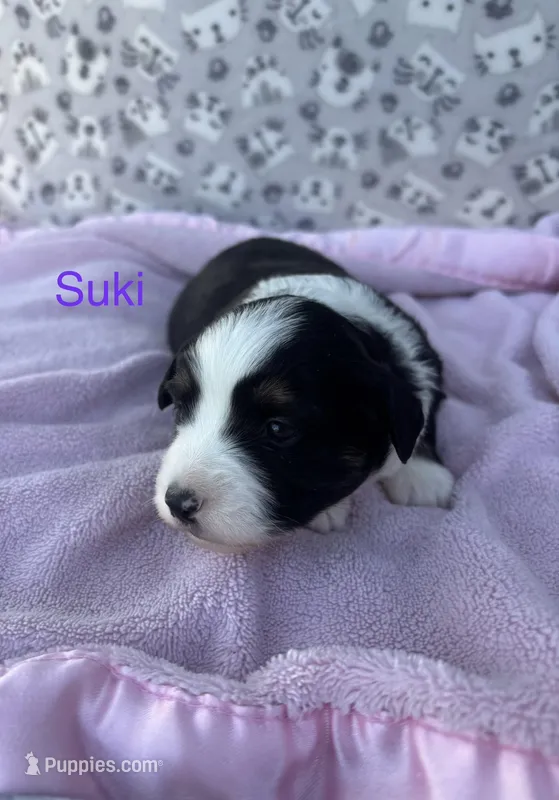 Suki – Miniature Australian Shepherd puppy for sale in Gilroy, CA