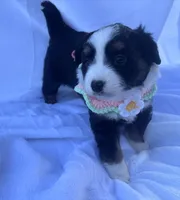 Suki, a female Miniature Australian Shepherd for sale in Gilroy, CA – 2 of 7
