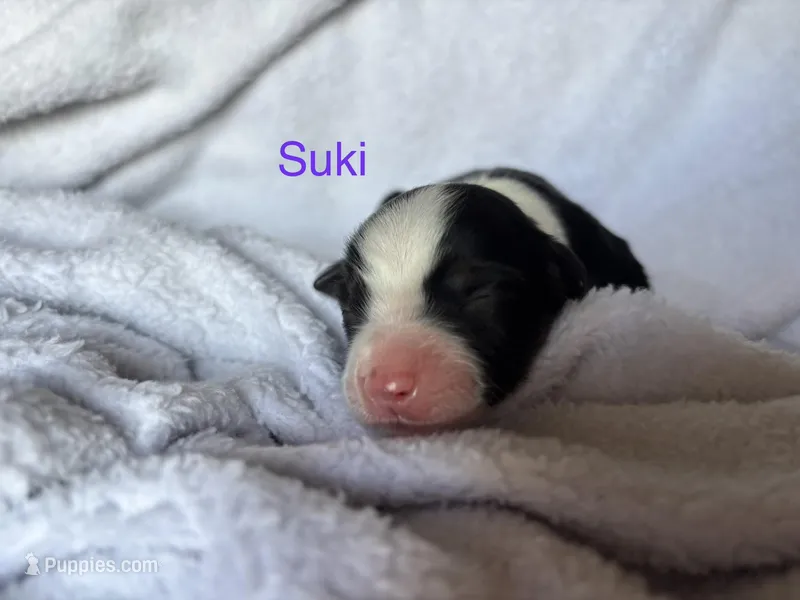 Suki – Miniature Australian Shepherd puppy for sale in Gilroy, CA