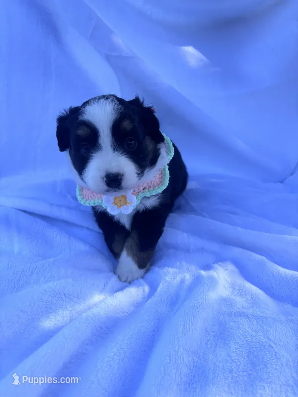 Suki – Miniature Australian Shepherd puppy for sale in Gilroy, CA
