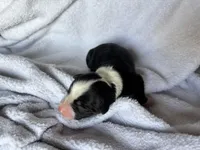 Suki, a female Miniature Australian Shepherd for sale in Gilroy, CA – Photo 2 of 7