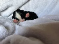 Suki, a female Miniature Australian Shepherd for sale in Gilroy, CA – Photo 3 of 7