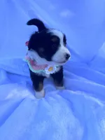 Suki, a female Miniature Australian Shepherd for sale in Gilroy, CA – 4 of 7