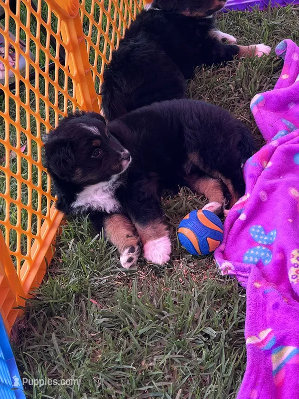 Mochi – Miniature Australian Shepherd puppy for sale in Gilroy, CA