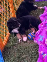 Mochi, a female Miniature Australian Shepherd for sale in Gilroy, CA – 1 of 10