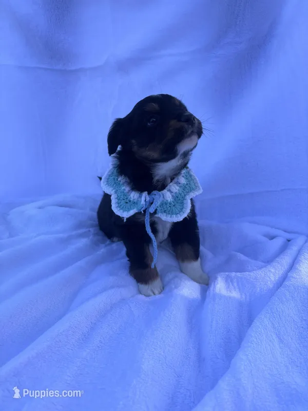 Momo – Miniature Australian Shepherd puppy for sale in Gilroy, CA