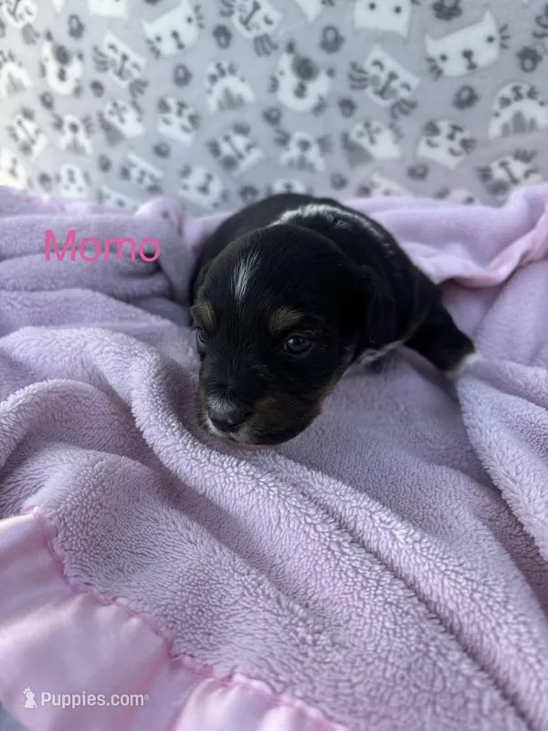 Momo – Miniature Australian Shepherd puppy for sale in Gilroy, CA
