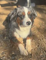 Momo, a female Miniature Australian Shepherd for sale in Gilroy, CA – Photo 5 of 7