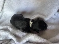 Momo, a female Miniature Australian Shepherd for sale in Gilroy, CA – Photo 3 of 7