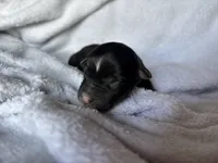 Momo, a female Miniature Australian Shepherd for sale in Gilroy, CA – Photo 2 of 7