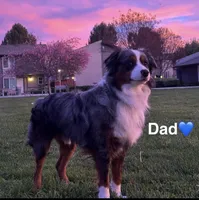 Momo, a female Miniature Australian Shepherd for sale in Gilroy, CA – Photo 4 of 7