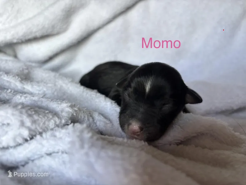 Momo – Miniature Australian Shepherd puppy for sale in Gilroy, CA