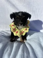 Mochi, a female Miniature Australian Shepherd for sale in Gilroy, CA – 1 of 9