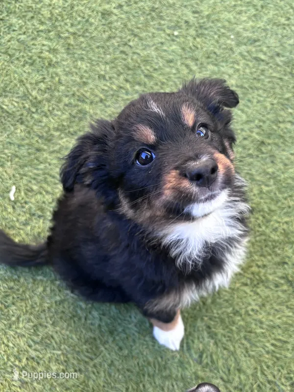 Momo – Miniature Australian Shepherd puppy for sale in Gilroy, CA