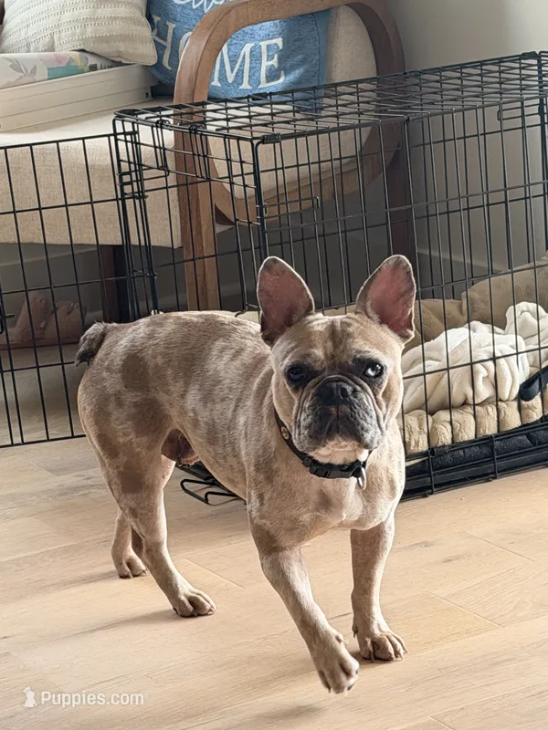 Minnie  – French Bulldog puppy for sale in Florence, AL