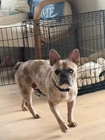 Minnie , a female French Bulldog for sale in Florence, AL – 1 of 5