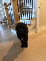 Moose, a male Aussiedoodle for sale in Florence, AL – Photo 4 of 4