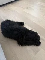 Moose, a male Aussiedoodle for sale in Florence, AL – Photo 3 of 4