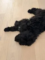 Moose, a male Aussiedoodle for sale in Florence, AL – Photo 2 of 4