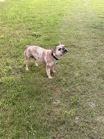 Minnie , a female French Bulldog for sale in Florence, AL – 4 of 5
