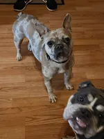 Minnie , a female French Bulldog for sale in Florence, AL – 3 of 5