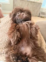 Girl , a female Shih Tzu for sale in Florence, AL – Photo 5 of 5