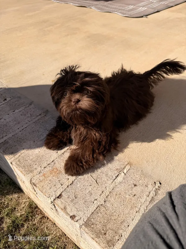 Girl  – Shih Tzu puppy for sale in Florence, AL