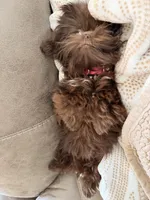 Girl , a female Shih Tzu for sale in Florence, AL – Photo 4 of 5