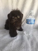 Girl , a female Shih Tzu for sale in Florence, AL – Photo 3 of 5