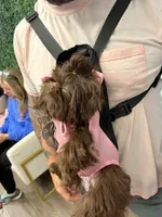 Girl , a female Shih Tzu for sale in Florence, AL – Photo 2 of 5
