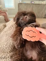 Girl , a female Shih Tzu for sale in Florence, AL – Photo 1 of 5