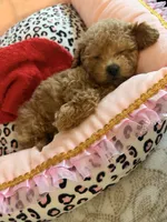 Daisy, a female Miniature Goldendoodle for sale in Florence, AL – 5 of 5