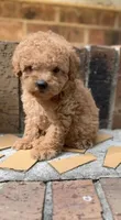 Daisy, a female Miniature Goldendoodle for sale in Florence, AL – 1 of 5