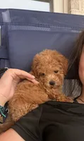 Daisy, a female Miniature Goldendoodle for sale in Florence, AL – 4 of 5